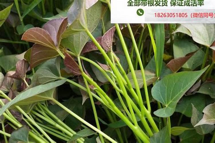 在哪里买这些红薯种苗？