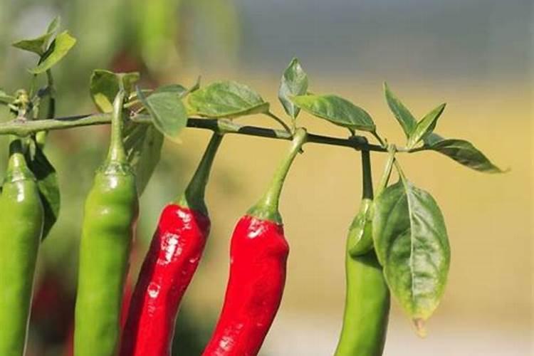 高温辣椒怎么管理