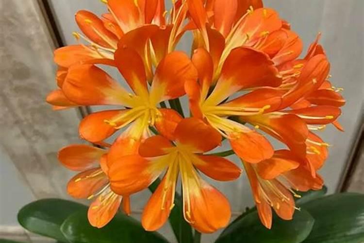 君子兰催花的方法