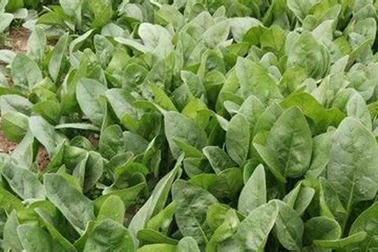 夏季种菠菜要注意什么 菠菜养殖技巧