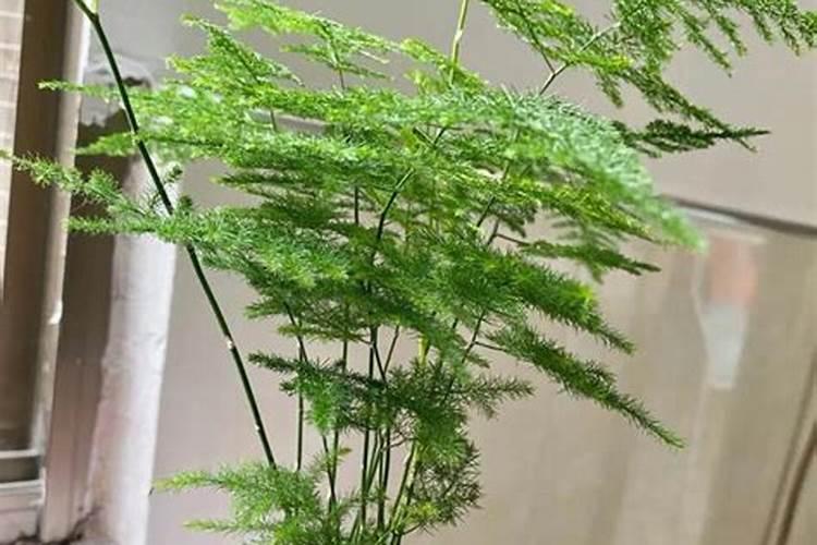 怎么才能养好文竹