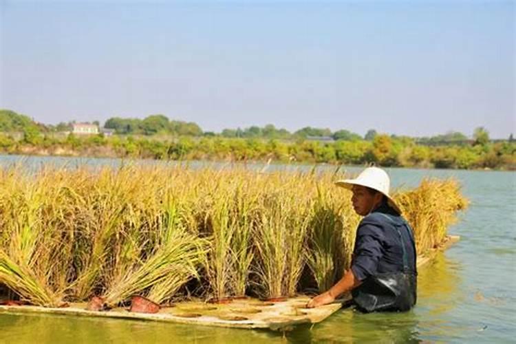 鱼塘中施肥不见效果,泥土上有片状物质浮出水面,老人说鱼塘坏了,请问是...
