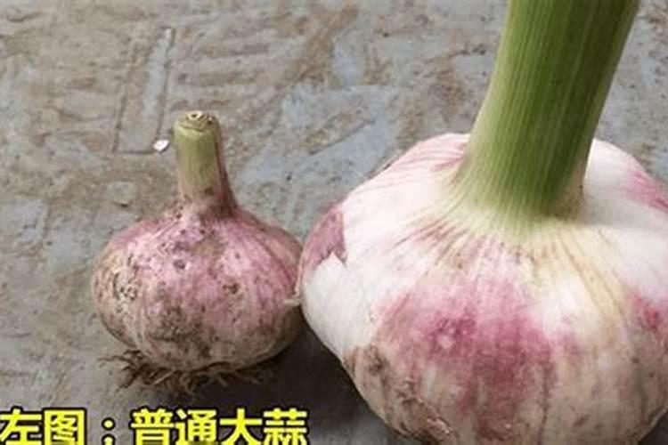 种大蒜需要什么肥料最好