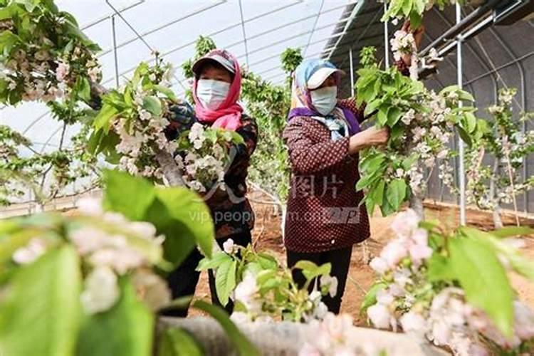 四大名树适合连云港赣榆种植吗？