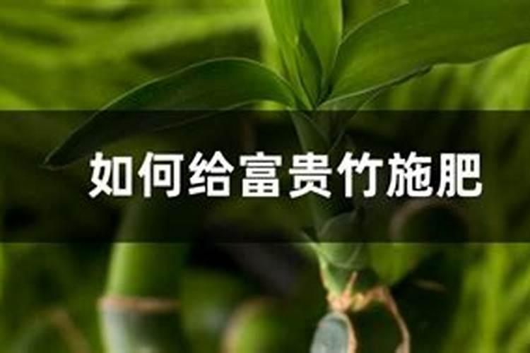 用什么肥好 富贵竹施肥方法
