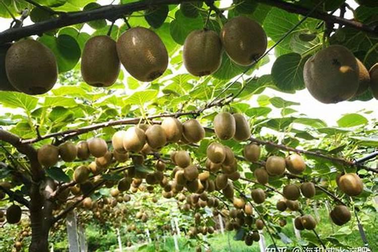 钙肥灌根对菇娘好用吗有效果吗？