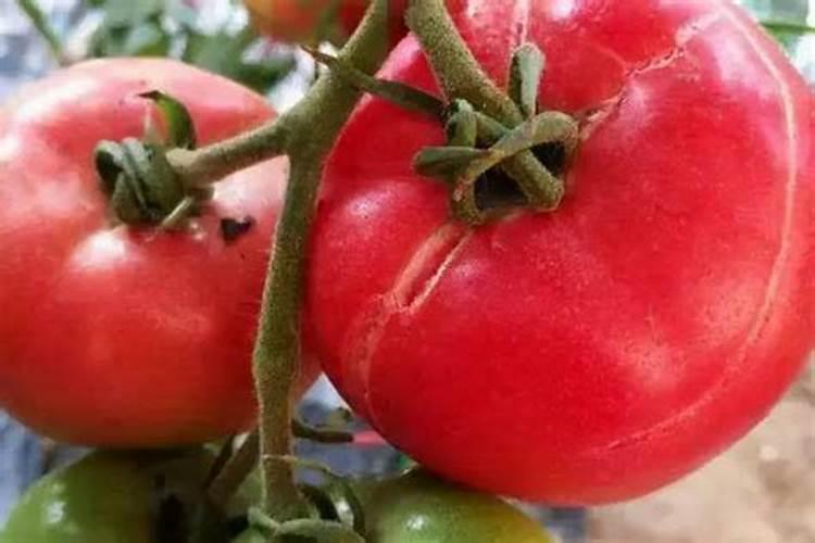 西红柿氮肥过量怎么办