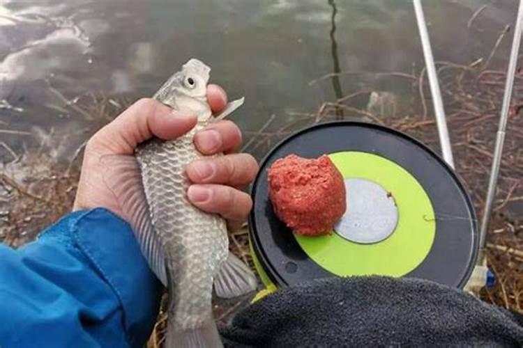 什么是水解蛋白饵？揭秘水解蛋白饵的垂钓效果
