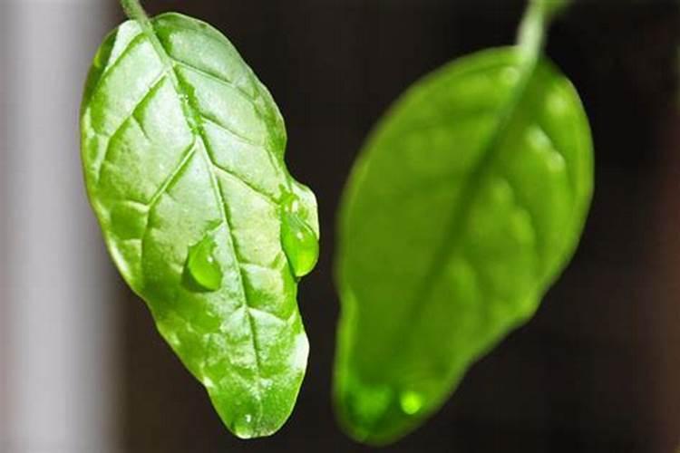 茉莉花的叶子叶脉特别的凸起什么原因呢？