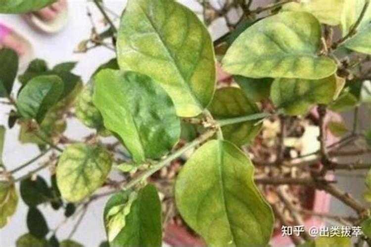 富贵竹,茉莉花,叶子发黄是什么问题？需要如何救治？