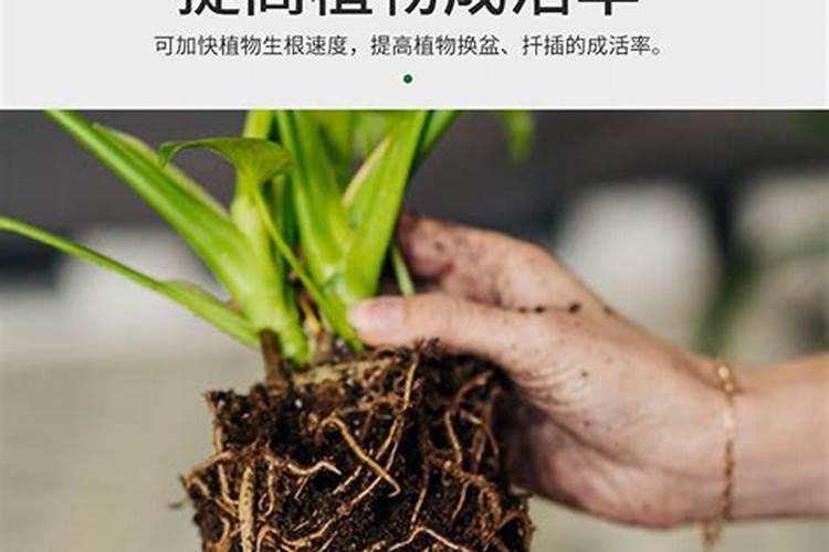 兰花用什么肥料最好,氮、磷、钾三种是必备的