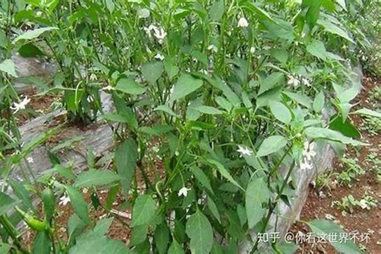 辣椒用磷钾肥好还是尿素好些？