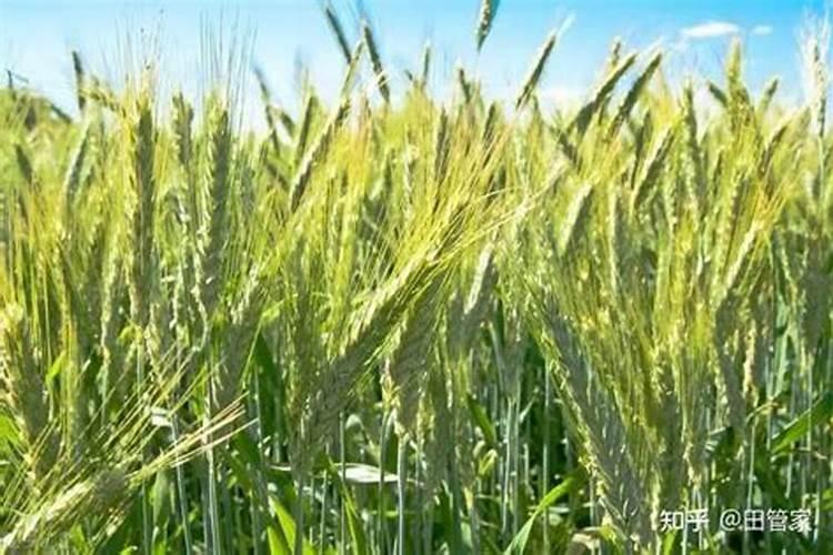 谷子用什么类型的叶面肥最好？