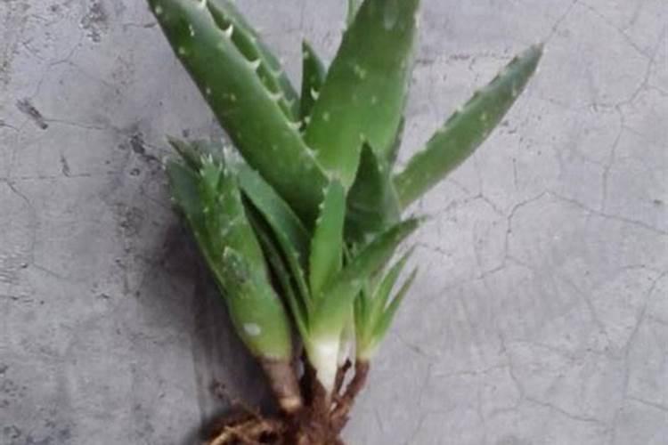 芦荟长出来穗了怎么办