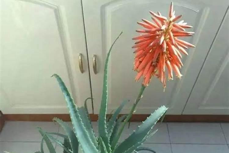 芦荟几年能开花 芦荟生长的养护要求