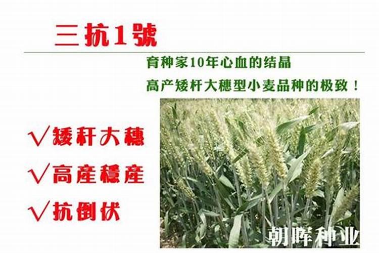 小麦倒伏最忌三种肥料