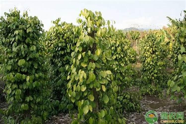 胡椒是怎么种植的