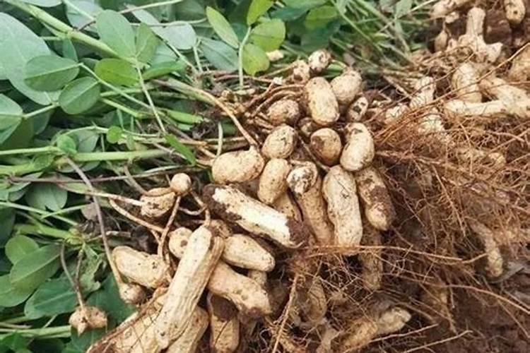 花生撒尿素增产吗？