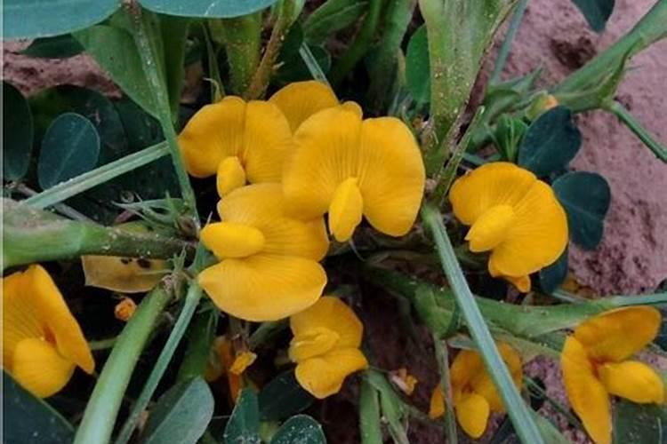 花生在开花前需要大量氮肥吗？