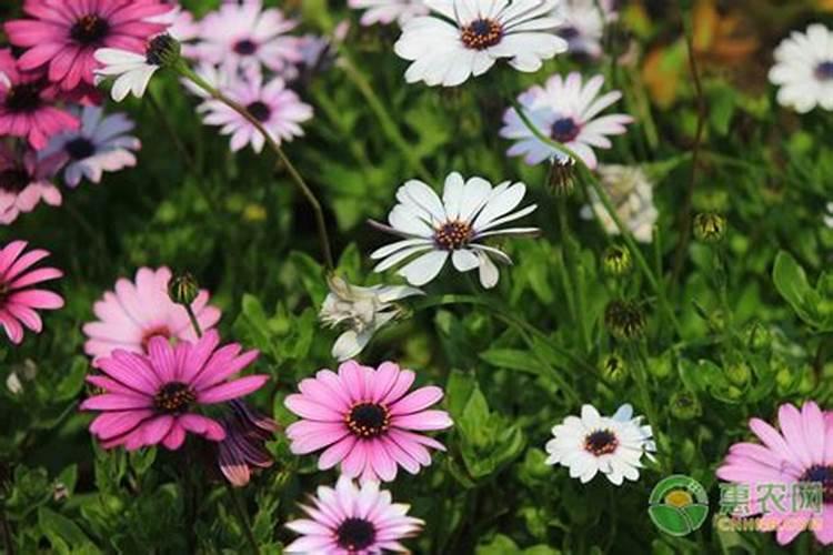 花什么时候浇氮肥比较好一点？