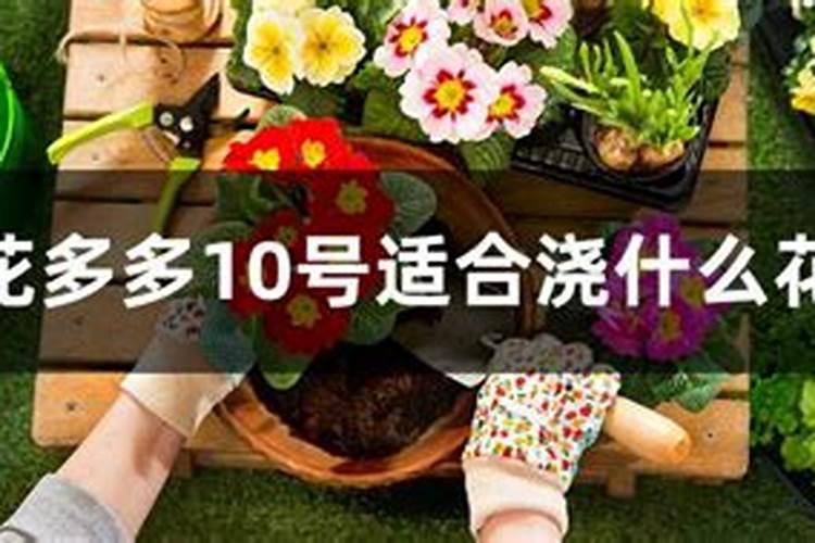 花多多10号适合浇什么？