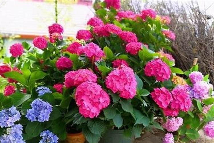 花开时施什么肥最好