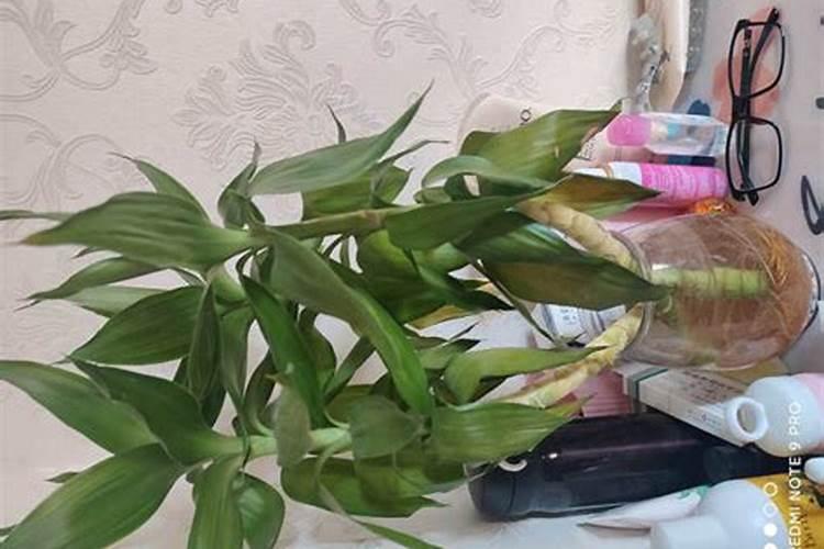 观音竹茎发黄软怎么办,增强光照及时换水