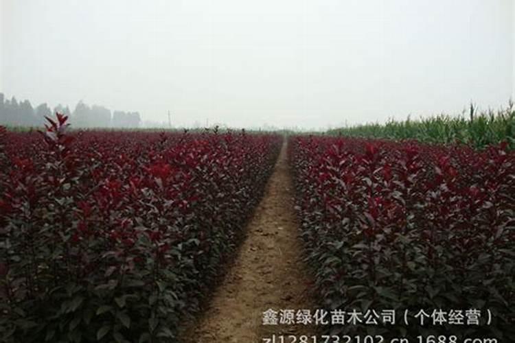 银川市定州西江月苗木种植有限公司在哪 ？