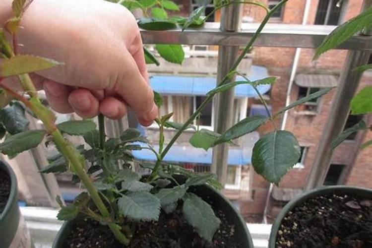 月季苗怎样施肥