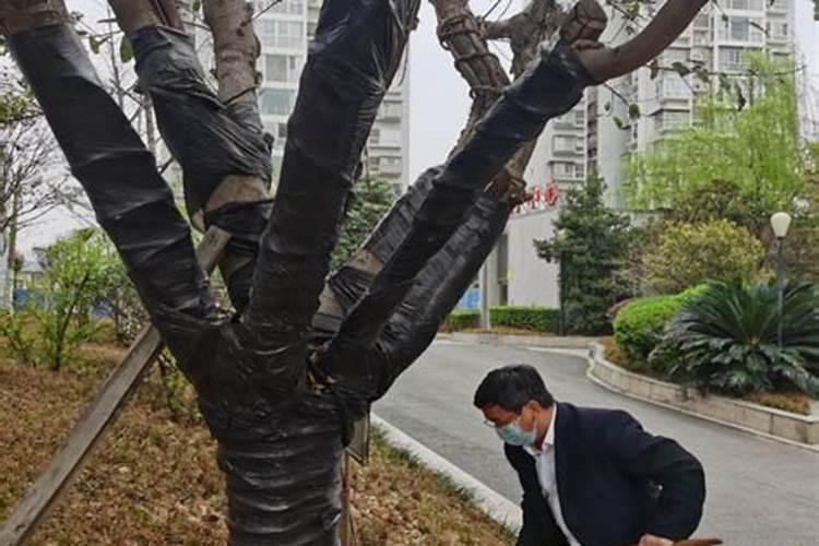 求:高手花木浇灌怎么用黑矾