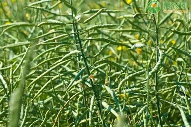 油菜用什么肥料最好高产