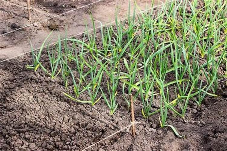 大蒜苗期发黄沤根、植株早衰,防治用什么肥好