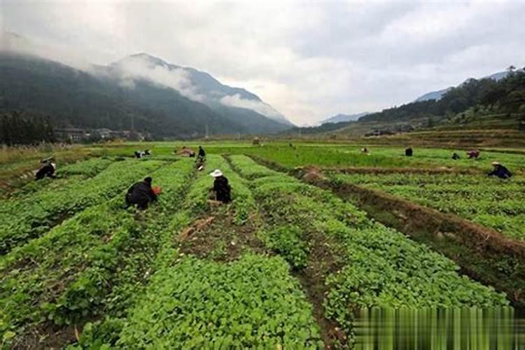 莴笋打九二零最佳时机