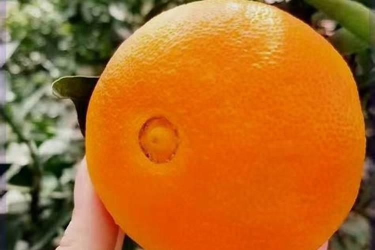 爱媛58号在湖北宜昌适合种植吗？