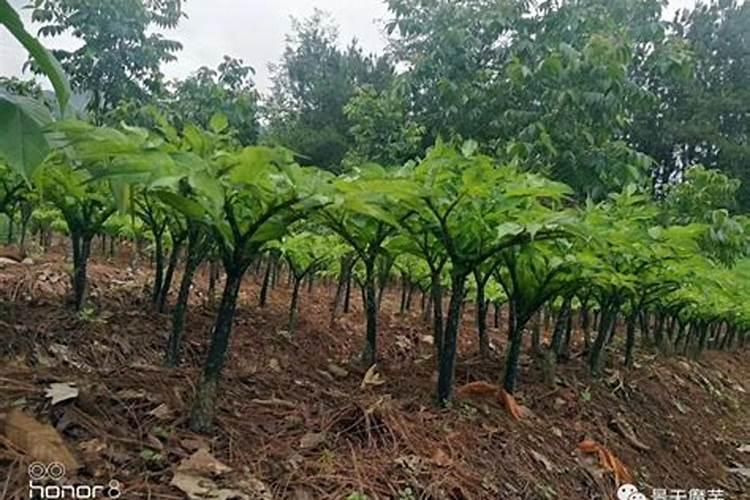 蚕砂发酵后可以用作种植魔芋的肥料吗？