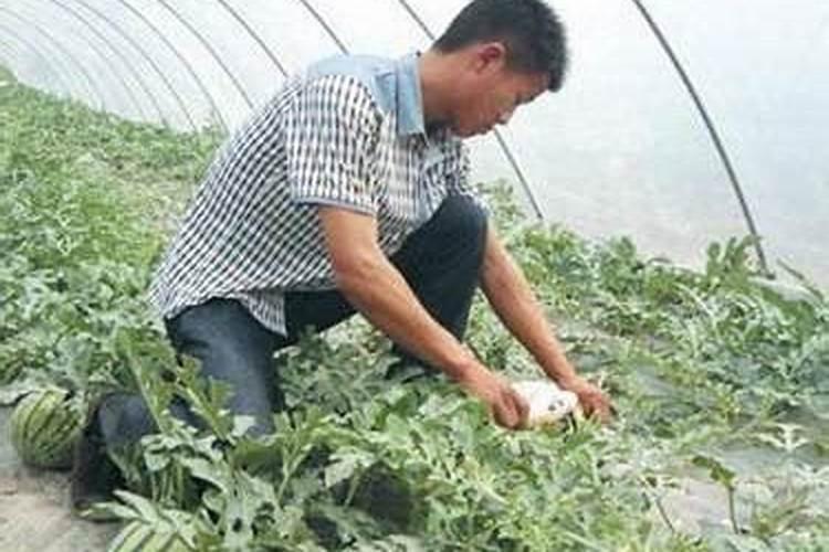 想要提高西瓜甜度,应该怎么做呢？