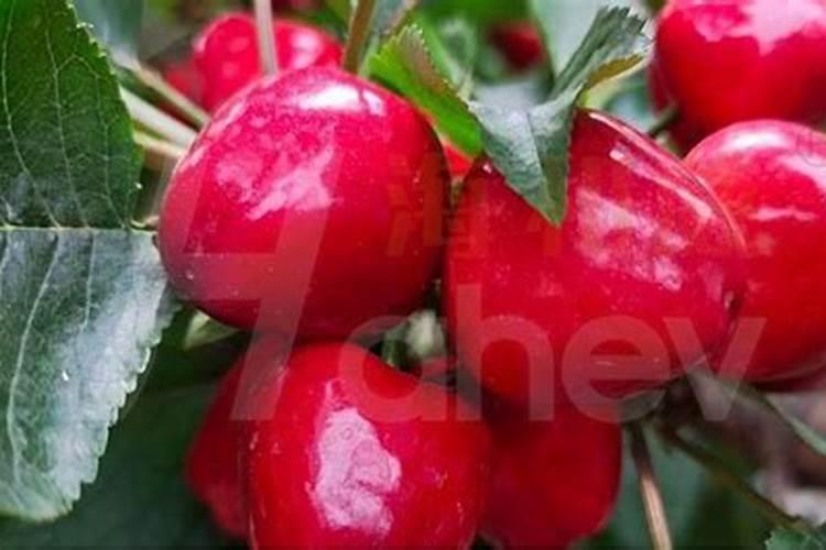 水溶肥价格都不一样,效果一样吗？