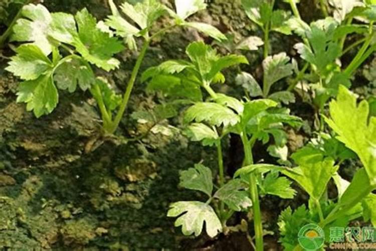 西葫芦的叶面肥有哪些种类的？