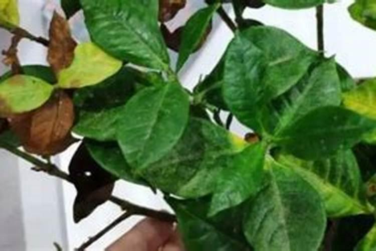 桅子花叶发黄是什么原因