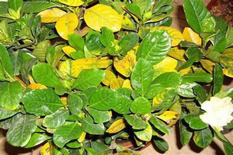 栀子花叶子发黄怎么办