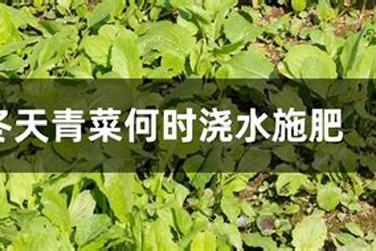 冬天青菜何时浇水施肥