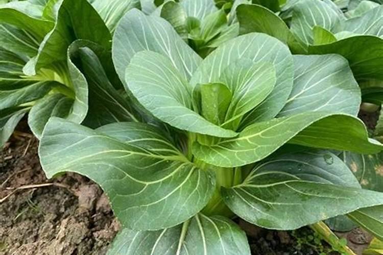 青菜施什么肥最好