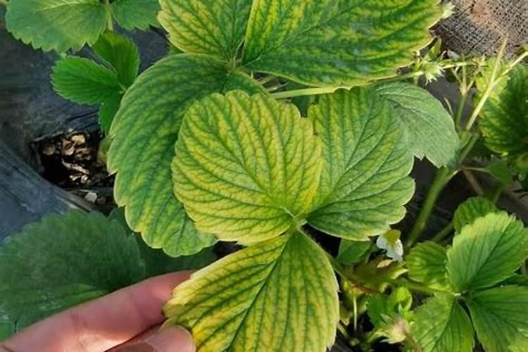 钙肥的缺乏和过量对草莓有什么危害？