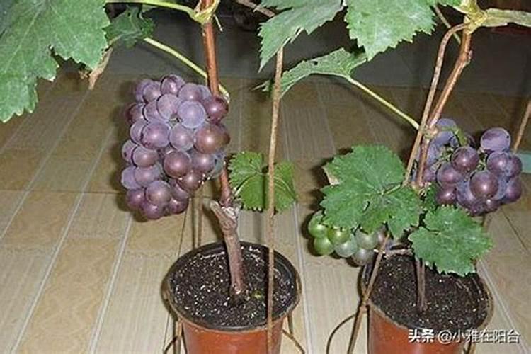 阴雨天气多,种的葡萄怎么管理,能长得好,少生病？