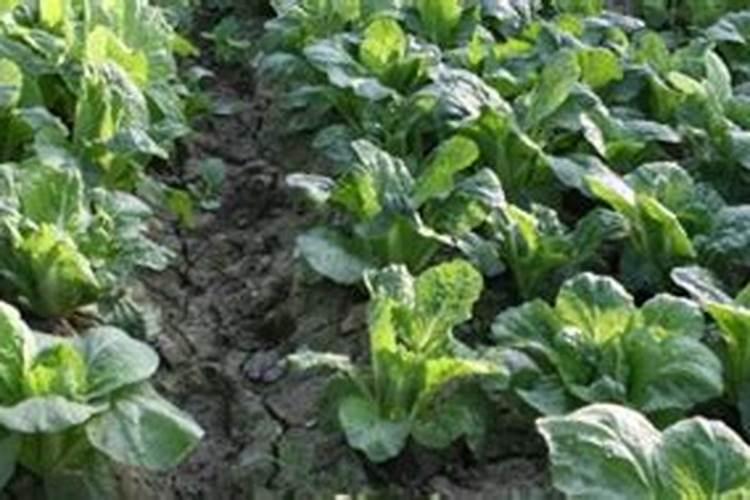 连续下雨后需要给蔬菜施肥吗