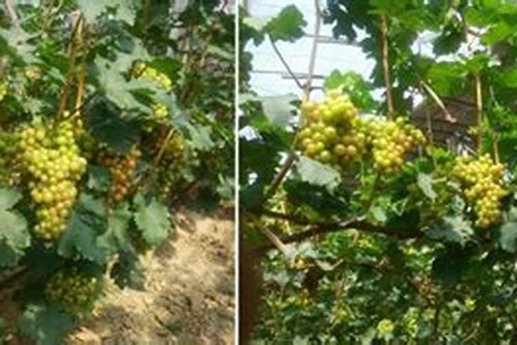 请问大家:葡萄怎样保花保果