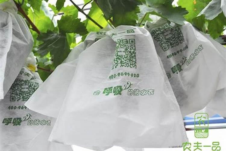 葡萄套袋时叶面喷施钙肥有什么好处
