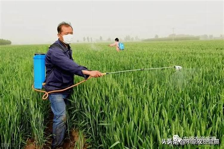 小麦打芸苔素能防什么病虫害？