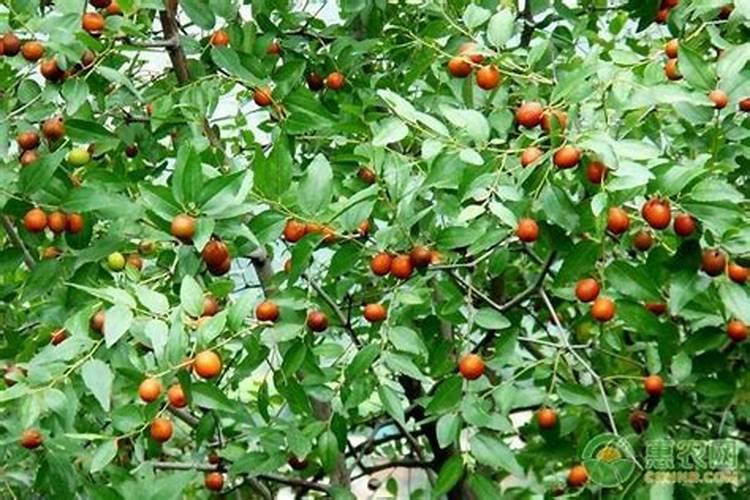 糖醇钙对酸枣树好嘛