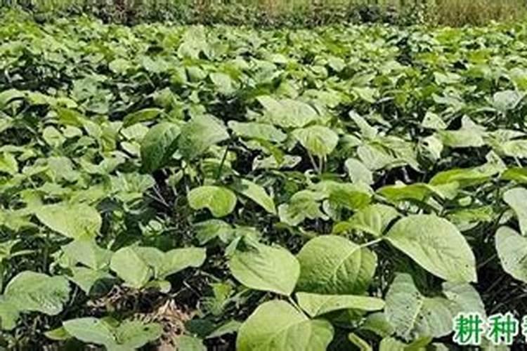 大豆有根瘤菌可以用氮肥吗为什么？